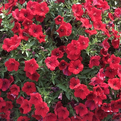 Petunia_deep_red_1
