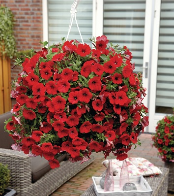 Petunia_deep_red_2