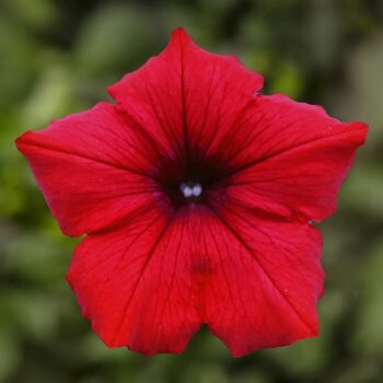 Petunia_deep_red_3