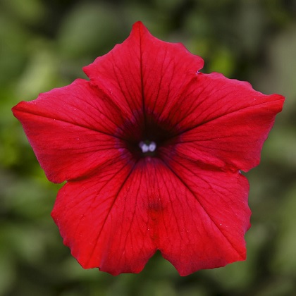 Petunia_deep_red_3