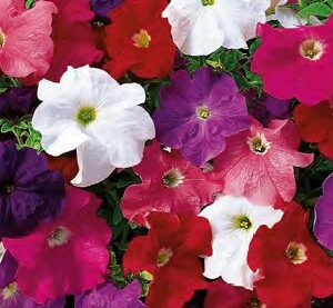 Petunia grandiflora musica elite mix