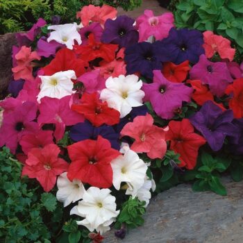 Petunia_grandiflora_musica_elite_mix_2