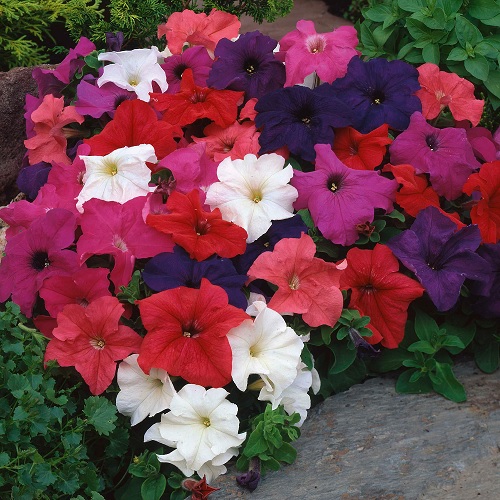 Petunia_grandiflora_musica_elite_mix_2