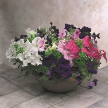 Petunia_grandiflora_musica_elite_mix_3