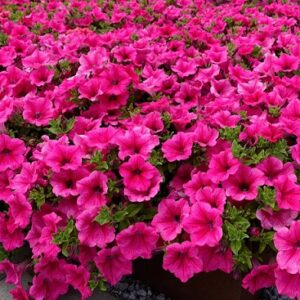 Petunia hot pink