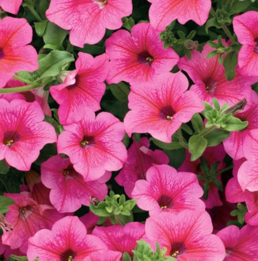 Petunia_hot_pink_1