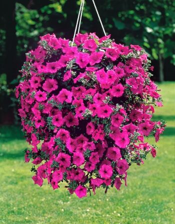 Petunia_hot_pink_2