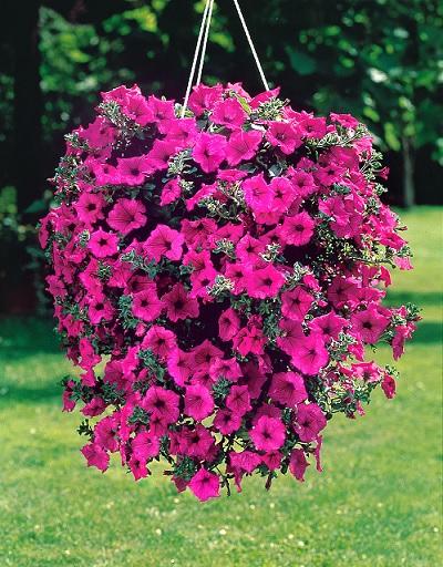 Petunia_hot_pink_2
