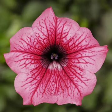 Petunia_hot_pink_3