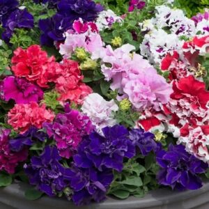 Petunia milliflora duo mix