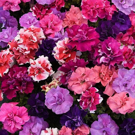 Petunia_milliflora_duo_mix_1