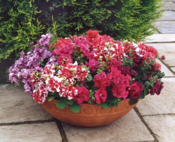Petunia_milliflora_duo_mix_2