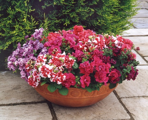 Petunia_milliflora_duo_mix_2