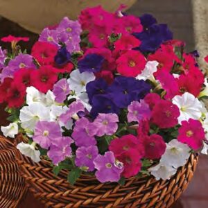 Petunia milliflora poncho mix