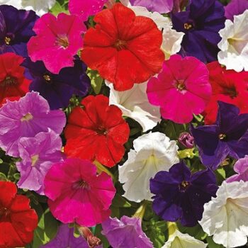 Petunia_milliflora_poncho_mix_1