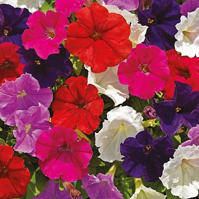 Petunia_milliflora_poncho_mix_1