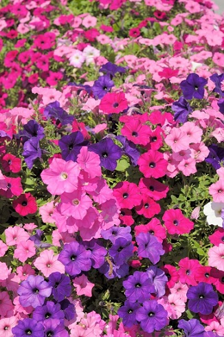 Petunia_milliflora_poncho_mix_2