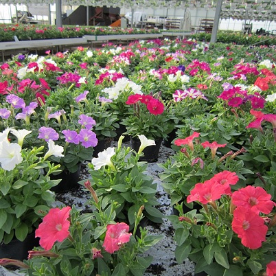 Petunia_milliflora_poncho_mix_3
