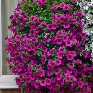 Petunia purple