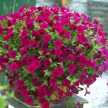 Petunia_purple_1
