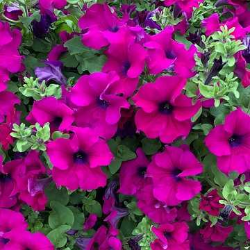 Petunia_purple_2