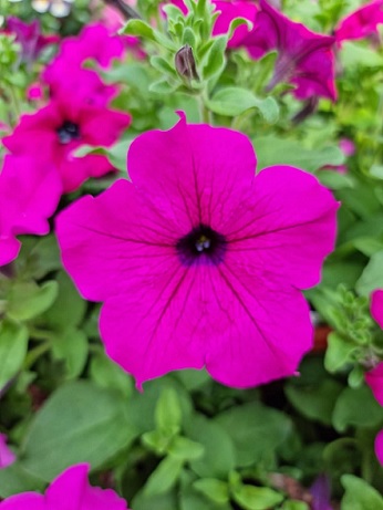 Petunia_purple_3