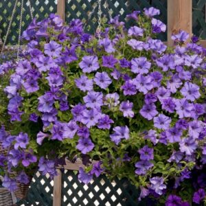 Petunia sky blue