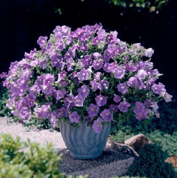 Petunia_sky_blue_1