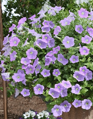 Petunia_sky_blue_2