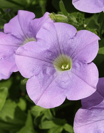Petunia_sky_blue_3