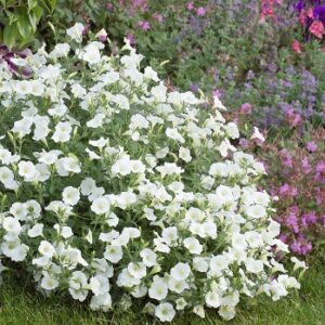 Petunia snow