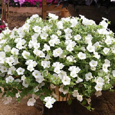 Petunia_snow_1