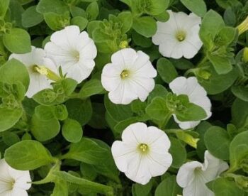 Petunia_snow_2