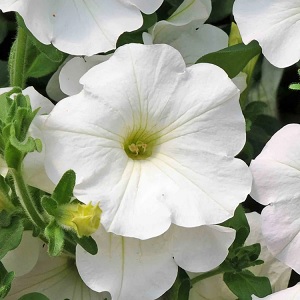 Petunia_snow_3