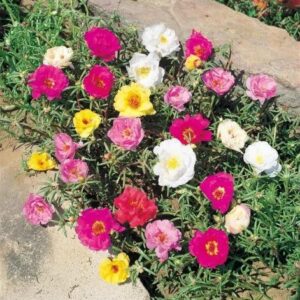 Portulaca grandiflora macarena mix