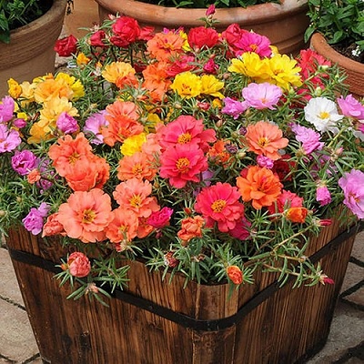 Portulaca_grandiflora_macarena_mix_1