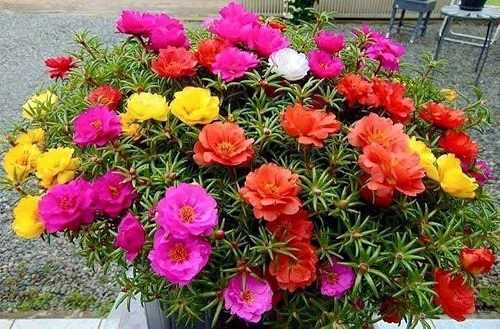 Portulaca_grandiflora_macarena_mix_2