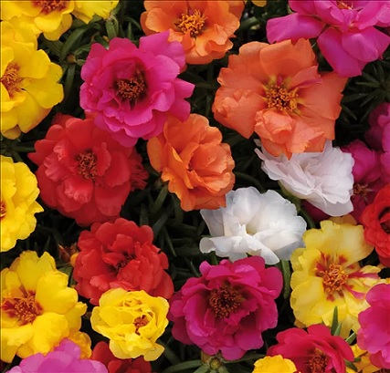Portulaca_grandiflora_macarena_mix_3