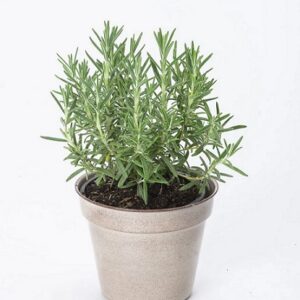 Rosmarinus officinalis - Abraxas