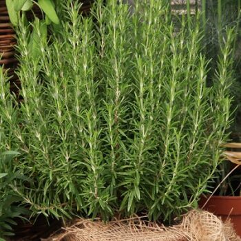 Rosmarinus_officinalis_Abraxas_1