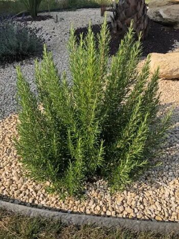 Rosmarinus_officinalis_Abraxas_2
