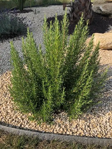 Rosmarinus_officinalis_Abraxas_2