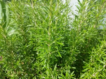 Rosmarinus_officinalis_Abraxas_3