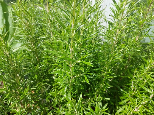 Rosmarinus_officinalis_Abraxas_3