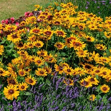 Rudbeckia hirta pawnee spirit