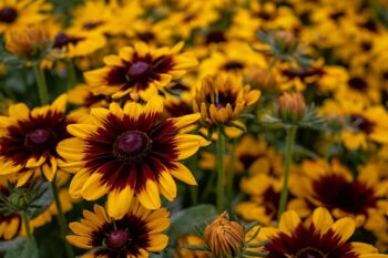 Rudbeckia_hirta_pawnee_spirit_1