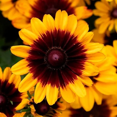 Rudbeckia_hirta_pawnee_spirit_2