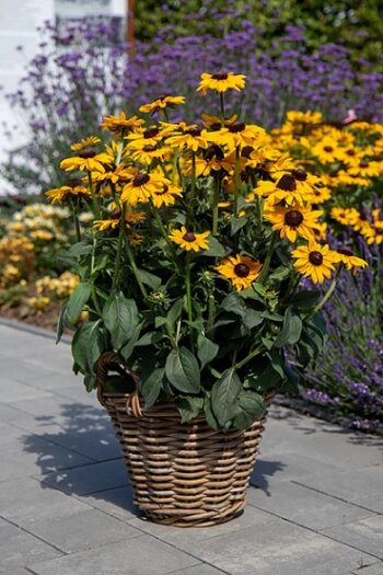 Rudbeckia_hirta_pawnee_spirit_3