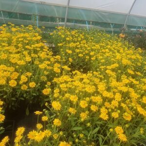 Rudbeckia hirta prairie sun