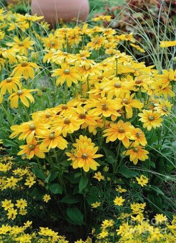 Rudbeckia_hirta_prairie_sun_1